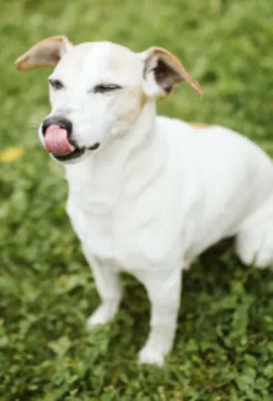 Dog with eyes closed and tongue out